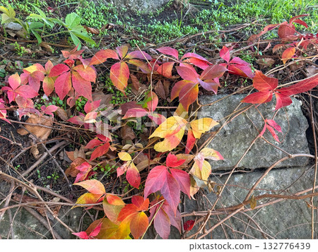 Colorful autumn leaves scattered on stone and soil. Natural beauty, change and harmony of seasonal tones in quiet daylight. Colorful autumn leaves scattered on stone and soil. Natural beauty, change and harmony of seasonal tones in quiet daylight. 132776439