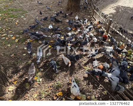 Flock of pigeons feeding on the ground in city park. Urban wildlife, social behavior and everyday coexistence between nature and human environment. 132776462