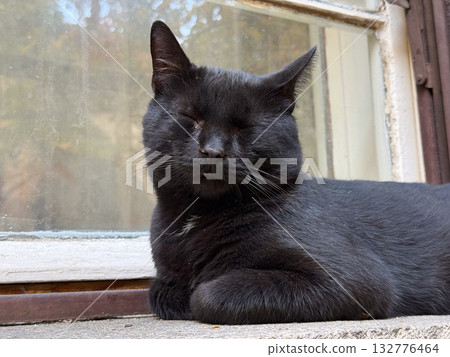 Black cat resting near window in afternoon light. Peaceful moment, stillness and harmony between urban detail and animal presence. 132776464