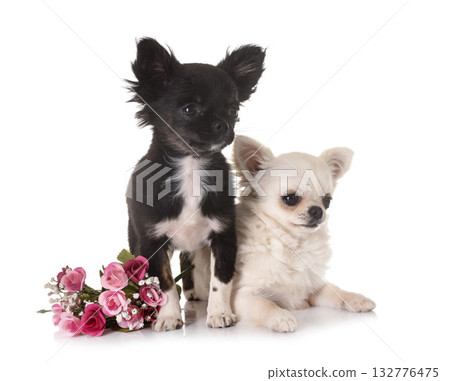puppies chihuahua in studio 132776475