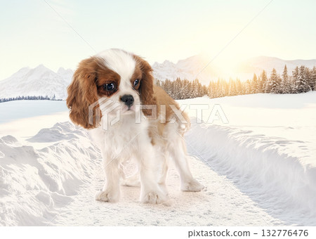 puppy cavalier king charles 132776476
