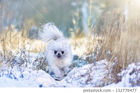chihuahua in nature 132776477