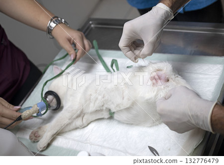 cat sterilization and vet cat sterilization and vet 132776479