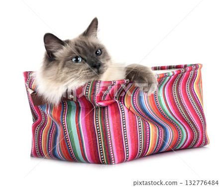 siberian cat in studio siberian cat in studio 132776484
