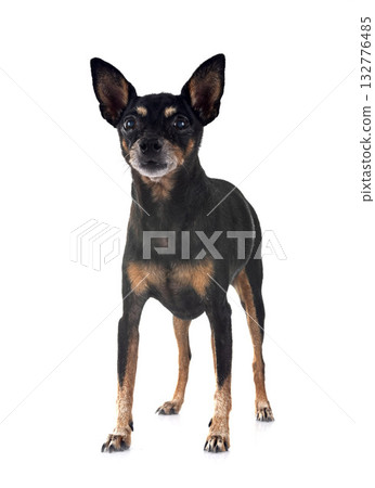 miniature pinscher in studio 132776485