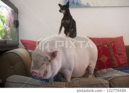 miniature pig and pincher miniature pig and pincher 132776486