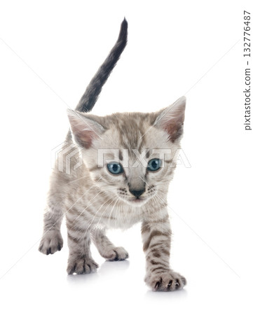 bengal kitten in studio 132776487