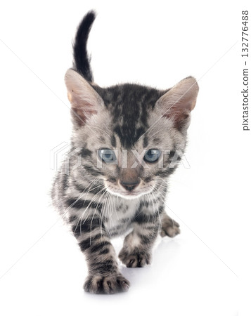 bengal kitten in studio bengal kitten in studio 132776488