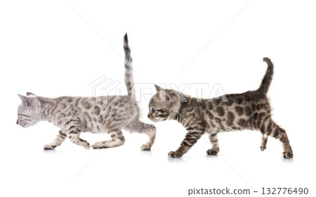 bengal kitten in studio bengal kitten in studio 132776490