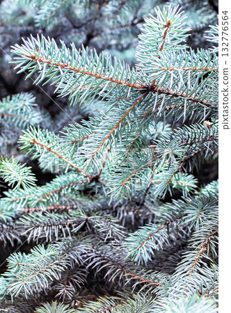 Christmas photo made of fir branches, Christmas background for the holiday 132776564