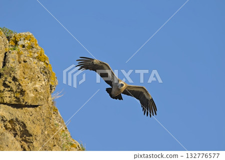 Griffon Vulture (Gyps fulvus), Crete 132776577