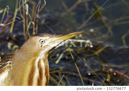 Little Bittern (Ixobrychus minutus), Greece 132776677