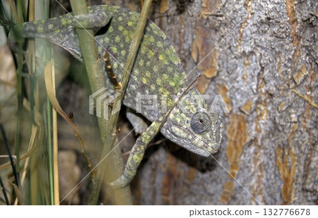 Chameleon (Chamaeleo chamaeleon), Greece Chameleon (Chamaeleo chamaeleon), Greece 132776678