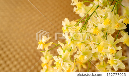 Yellow Twinkle flower close-up Yellow Twinkle flower close-up 132777023