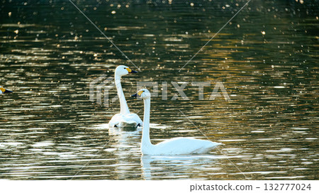 Swans swans Swans swans 132777024