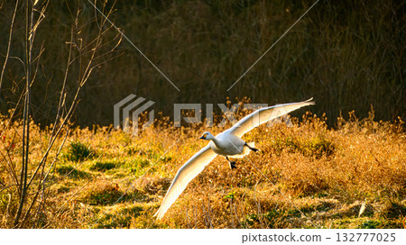 Flying swans 132777025