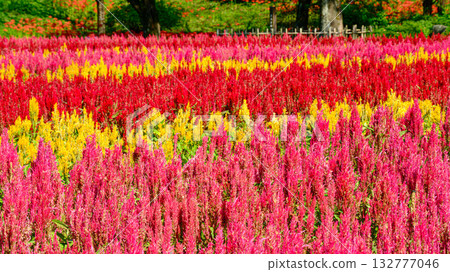 五顏六色的雞冠花花田 132777046