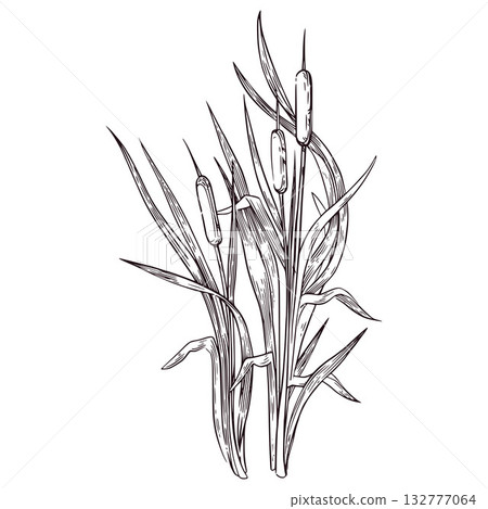 Reeds with leaves, cattails hand-drawn with ink and translated into vector, Vector illustration is suitable for printing on fabric, paper, for design and creativity. For coloring pages and books. 132777064
