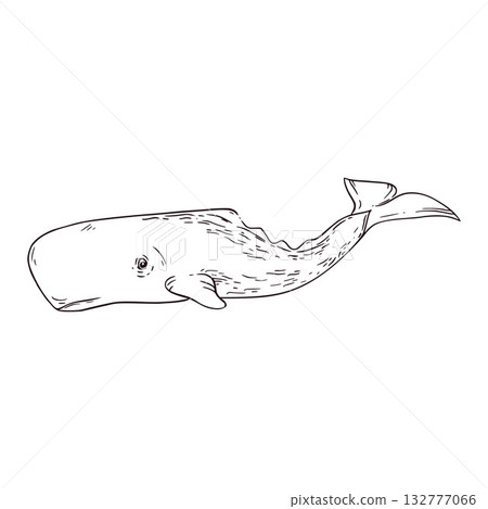 Sperm whale, a whale inhabiting the sea and ocean, hand-drawn in ink and translated into vector. The illustration is perfect for printing on paper, fabric, for coloring books and interior design. 132777066