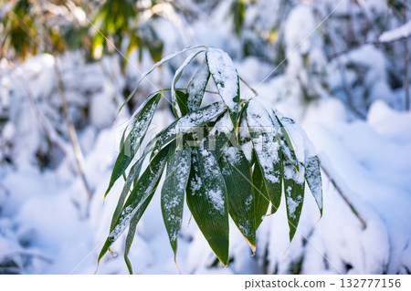 Snow on bamboo grass 132777156