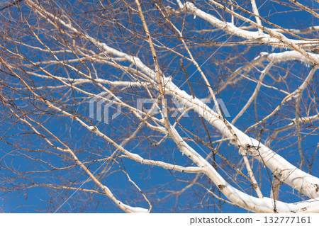 積雪覆蓋的樹枝伸向蔚藍的天空。 積雪覆蓋的樹枝伸向蔚藍的天空。 132777161