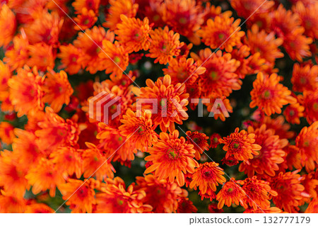 亮橙色的菊花 亮橙色的菊花 132777179