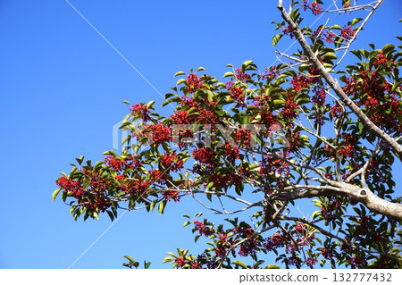 "Ilex rotunda" with red fruits like bells 132777432