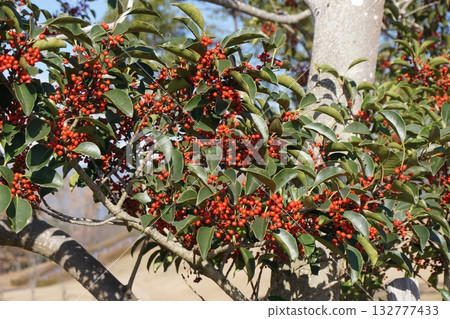 帶有像鈴鐺一樣的紅色水果的“冬青圓形大廳” 132777433