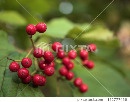 在十一月寒冷的冬日里，美麗的紅色莢蒾漿果格外誘人。 132777436