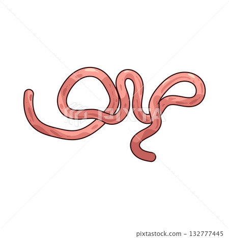 illustration of Umbilical Cord illustration of Umbilical Cord 132777445