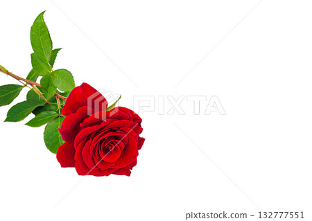 Beautiful twig bright red rose flower bud with green stem close up isolated on white background. Blank for designers, photo editors on the topic of love, flowers, attention 132777551