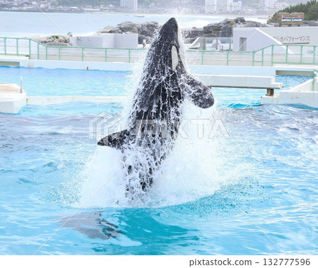 Killer whale to jump Killer whale to jump 132777596