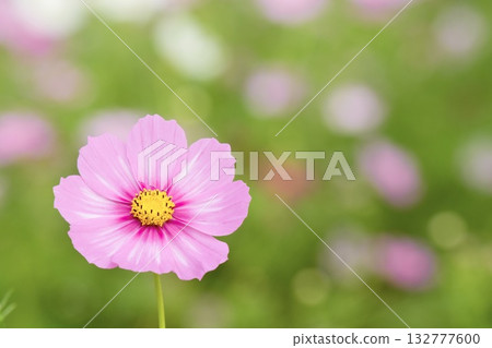Beautiful pink cosmos field 132777600