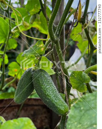 Close-up of two green cucumbers growing on vine in garden. Close-up of two green cucumbers growing on vine in garden. 132777740
