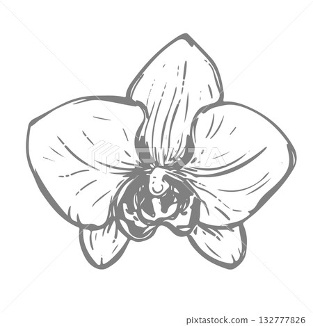 White orchid ink drawing. Vector illustration of a tropical summer flower for wedding invitations and cruise party decorations. Exotic phalaenopsis, botanical line illustration. Engraved effect. 132777826
