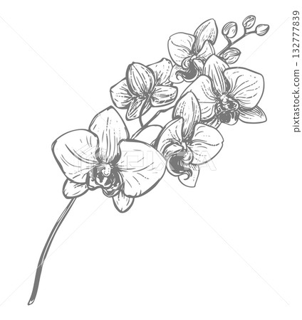 Vector ink drawing of orchid branch. Illustration of a tropical summer flower for wedding invitations and cruise party decorations. Exotic phalaenopsis, botanical lineart illustration. Engraved effect Vector ink drawing of orchid branch. Illustration of a tropical summer flower for wedding invitations and cruise party decorations. Exotic phalaenopsis, botanical lineart illustration. Engraved effect 132777839