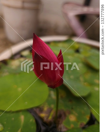 Lotus Bud in Pond A red lotus bud emerging gracefully from water surrounded by large green leaves in a garden pond. Lotus Bud in Pond A red lotus bud emerging gracefully from water surrounded by large green leaves in a garden pond. 132777896
