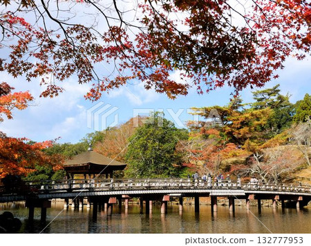 Beautiful autumn leaves at Sagi Pond in Nara Park (Nara City) 132777953