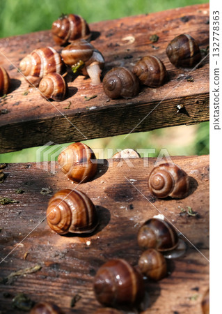 Breeding grape snails Breeding grape snails 132778363