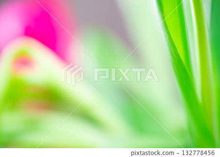 Blurred tulip leaf background Blurred tulip leaf background 132778456