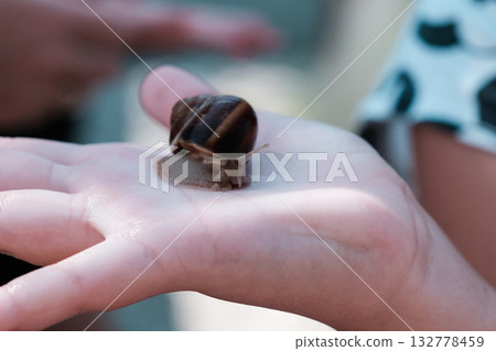 Grape snail on the hand 132778459
