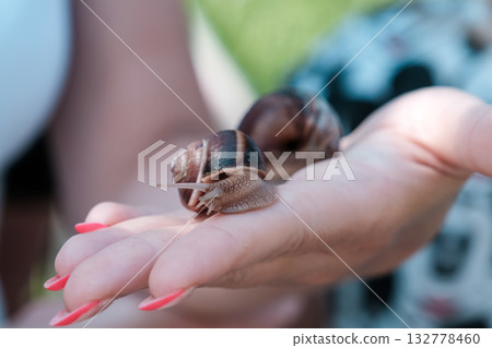 Grape snail on the hand 132778460
