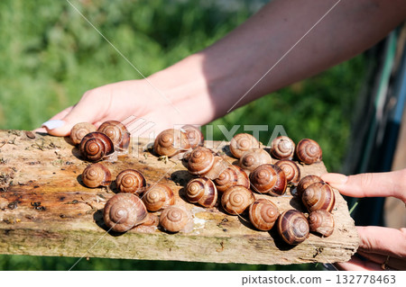 Breeding grape snails 132778463