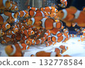 小丑魚擠滿了魚缸 132778584