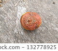 A rotten apple fell to the ground 132778925