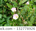 A climbing plant with flowers 132778926