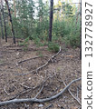 Broken tree branches lie on the ground in a forest surrounded by coniferous trees. 132778927