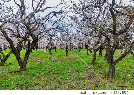 偕樂園:梅花盛開 偕樂園:梅花盛開 132778944