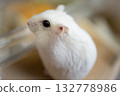 Cute white hamster 132778986