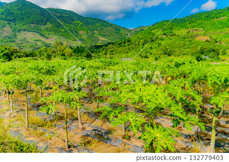 Papaya or melon tree. Papaya or melon tree. 132779403